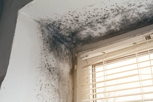 Affordable Black Mold Remediation solutions in Elkwood, VA